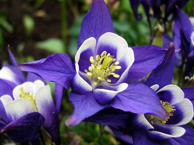 Columbine. Christine Majul, cc license.