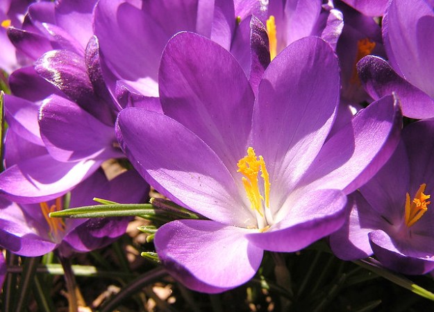 Crocus. Liz West, cc license