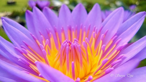 Surya Teja, cc license