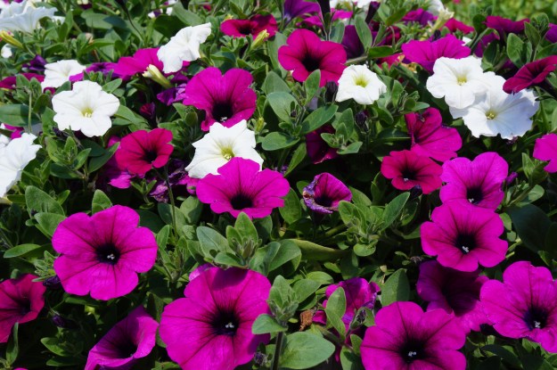 Petunias at Lake Louise