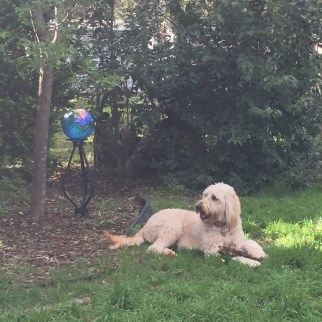 Ms. Trixie enjoying our grass during the May rains...