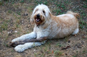 Trixie's ready for Fall!